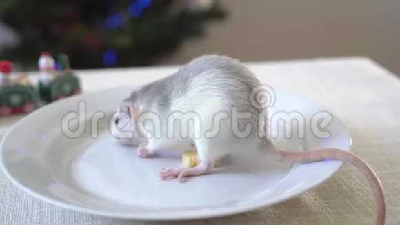 一只老鼠坐在白色盘子里吃奶酪新年背景装饰视频的预览图