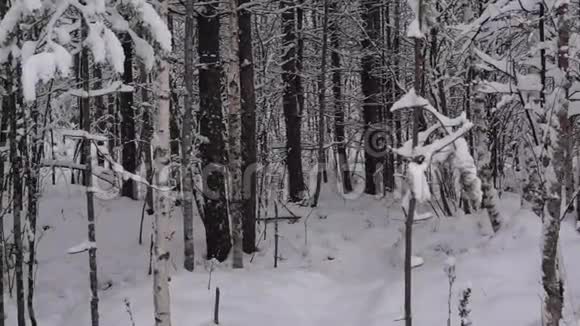 雪在白雪皑皑的森林里缓缓地落下视频的预览图