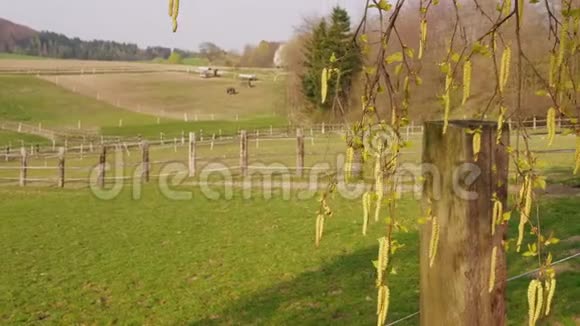 春日围场上的桦树小枝和马的特写视频的预览图