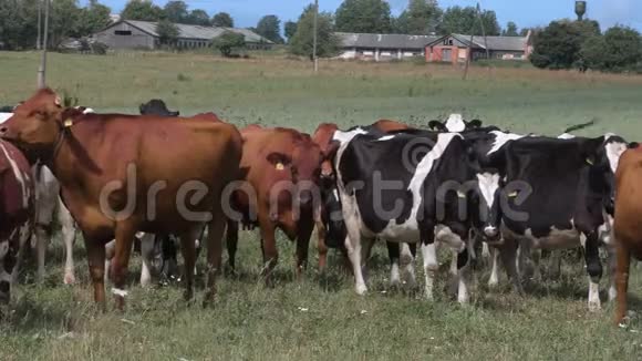 夏天牛在草坪上吃草视频的预览图