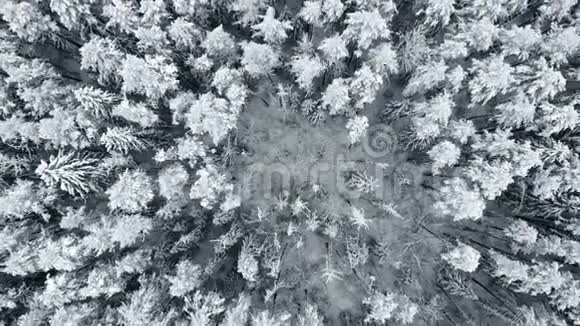 空中摄像机以火箭的方式在冬天的雪林中拍摄视频的预览图