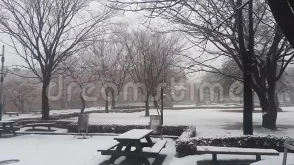 冬季降雪季节公共公园的地面积雪和树木景观视频的预览图