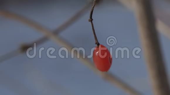 冬天干树上的小红浆果视频的预览图