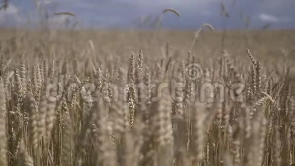 金色麦田特写玉米穗移动相机户外视频的预览图