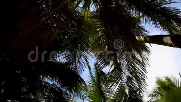 热带岛屿上的椰子棕榈树四处转转视频的预览图