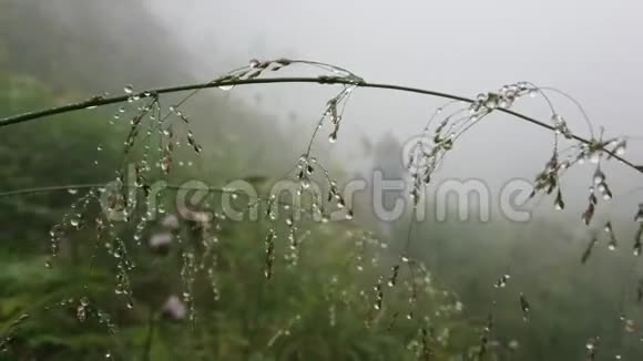 露在绿草上树枝都湿在雾里远处的人在雾中视频的预览图