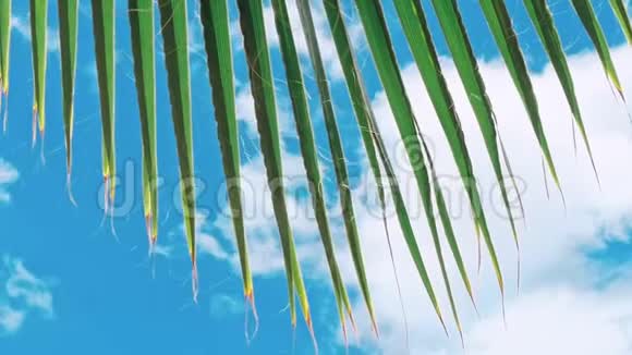 棕榈树和太阳的绿叶视频的预览图