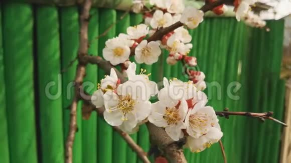 美丽盛开的苹果果树在绿色篱笆的背景下春天视频的预览图