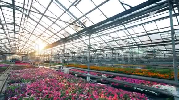 粉红色的花在温室里成排生长视频的预览图