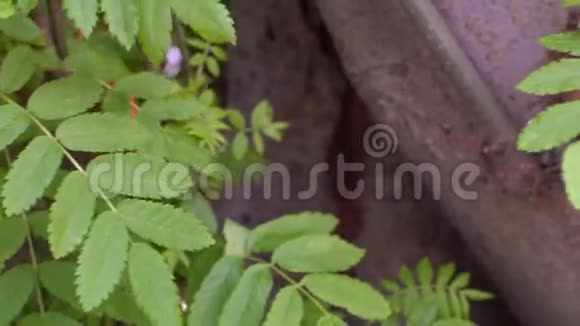 树枝上伸长的绿叶的特写库存录像美丽的绿叶简单的树从视频的预览图