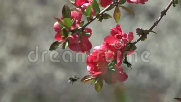红芽花上的蜜蜂视频的预览图