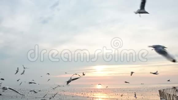 海鸥慢动群在日落背景下非常接近镜头飞行视频的预览图