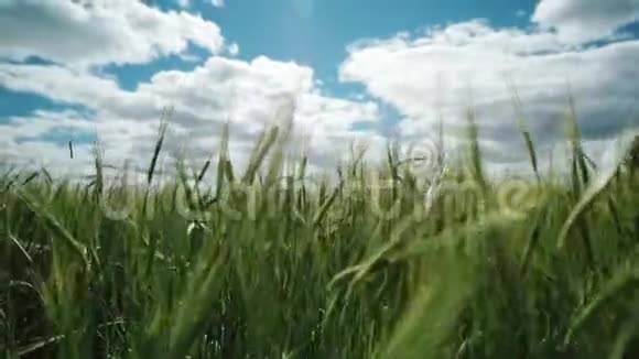 春天的麦田美丽的乡村风景绿草和蓝天视频的预览图