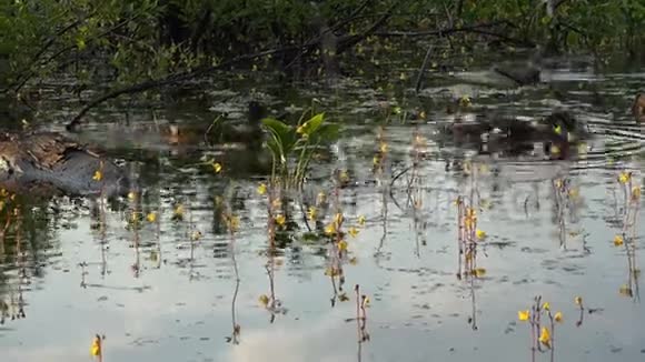 鸭子们在充满藻类的池塘里嬉戏视频的预览图