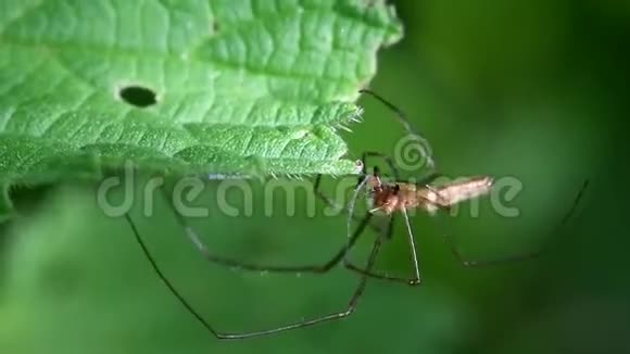 长爪猎户蜘蛛长爪猎户蜘蛛蒙大拿州泰特拉格纳塔视频的预览图