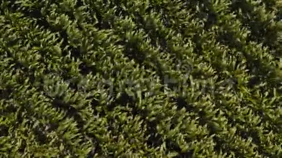 玉米田顶景人工林绿色玉米田4鸟瞰图视频的预览图