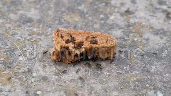 吃面包的黑蚂蚁视频的预览图