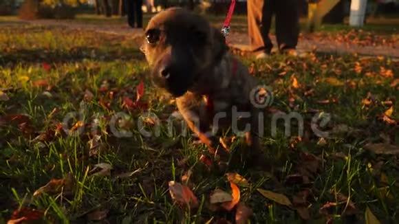 好受惊的小狗和主人一起在公园散步视频的预览图