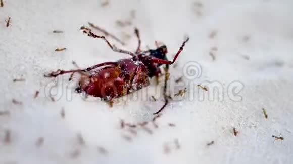 红蚂蚁在海滩附近的白沙上杀死大昆虫一种死一般的自然视频的预览图