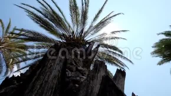 从低点看棕榈视频的预览图