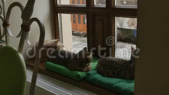 三只猫睡在一楼窗台上的特写镜头城市电车正从窗户后面经过视频的预览图