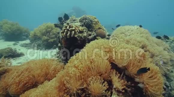在海底的海底景观上游过珊瑚礁的外来鱼类潜水者观看美丽的鱼和珊瑚礁视频的预览图