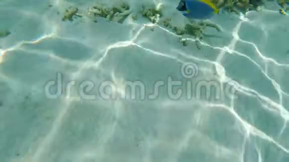 蓝色的鱼在水里和珊瑚一起游泳视频的预览图