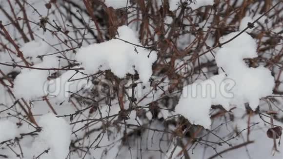 灌木丛覆盖着毛茸茸的早白雪冬天的背景视频的预览图