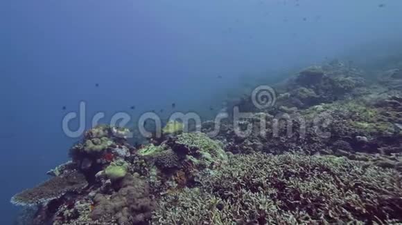 水下景观鱼游过海底的珊瑚礁海鱼在海草和海草的水下游动视频的预览图