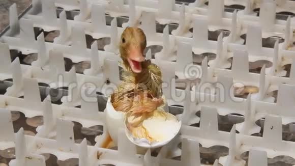 新生的黄鸭视频的预览图