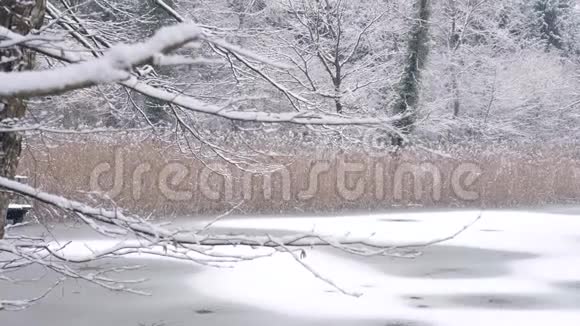 在冰冻的湖面上散步视频的预览图