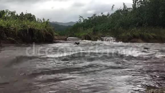 夏威夷考艾岛春季凯华植物园附近的水流视频的预览图
