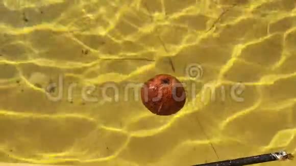 在水中腐烂的橙色溅到水里太阳的反射视频的预览图