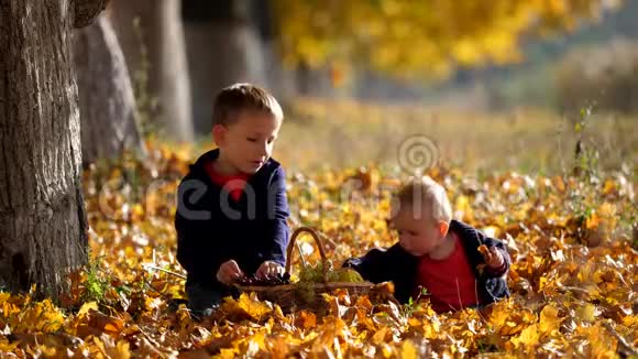 两个兄弟在秋天的树叶上孩子玩树叶吃葡萄享受大自然视频的预览图