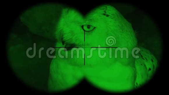 雪枭bubscandiacus通过望远镜看到通过望远镜可以看到夜视观鸟者视频的预览图