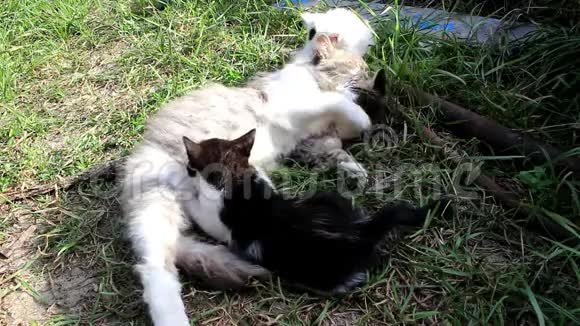 一只猫和三只小猫视频的预览图