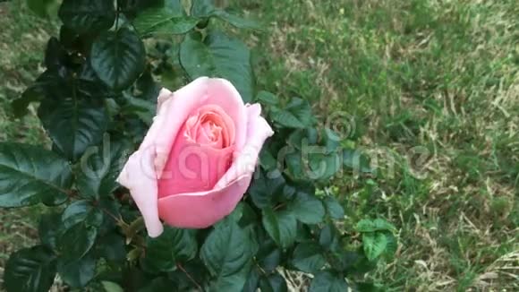 春天的玫瑰在家庭花园中绽放时光流逝视频的预览图