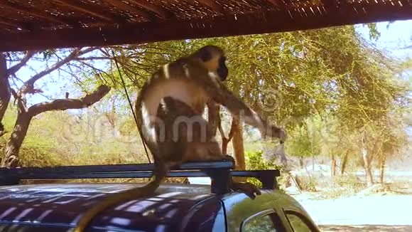 非洲猕猴高清慢动作视频视频的预览图
