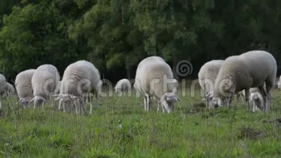 羊群在荷兰的田野里放牧狗在控制之下视频的预览图