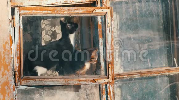 两只有趣的猫正坐在窗户里看着街道一只猫伸出手嗅着春天的味道视频的预览图