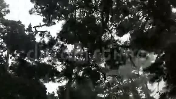 穿过可怕的森林视频的预览图