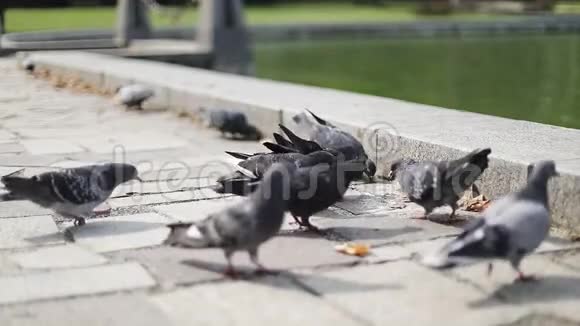 一群鸽子在城市公园的湖边吃东西视频的预览图