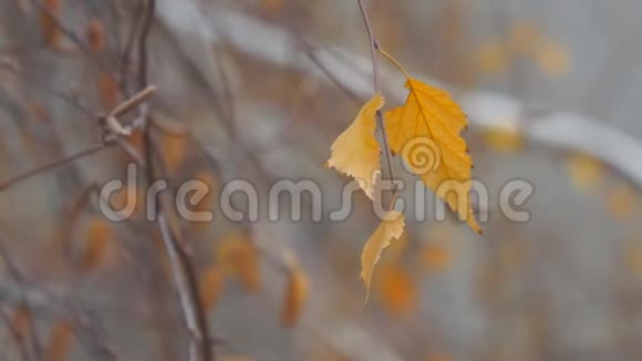 白桦树的枯叶视频的预览图