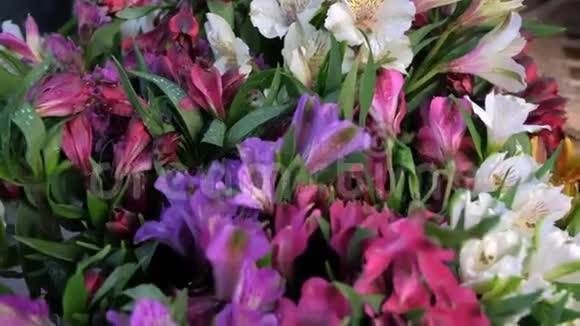 鲜花杜鹃花在花瓶里滴着水滴在花店卖特写视频的预览图