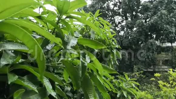 强烈的风暴落在芒果树的绿叶上视频的预览图