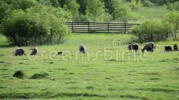 很多羊在吃草视频的预览图