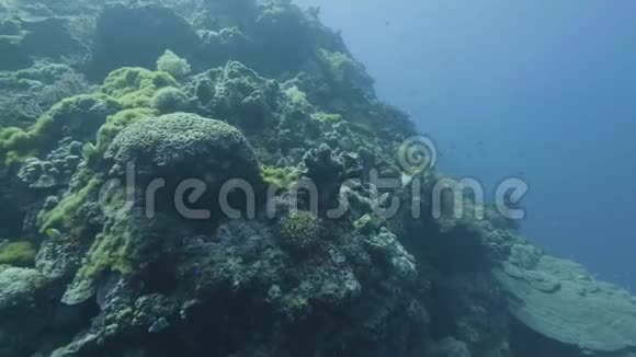 观点珊瑚礁和游泳鱼在海上潜水海上潜水视频的预览图