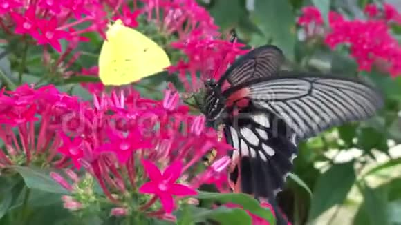 一只美丽的黑色和红色的燕尾蝶上寻找花蜜视频的预览图
