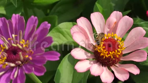 蜜蜂在春天和夏天从花园里的花上采集花蜜公园里有五颜六色的花百日香视频的预览图