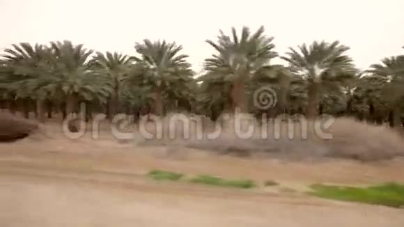 棕榈树从汽车上种植视频的预览图